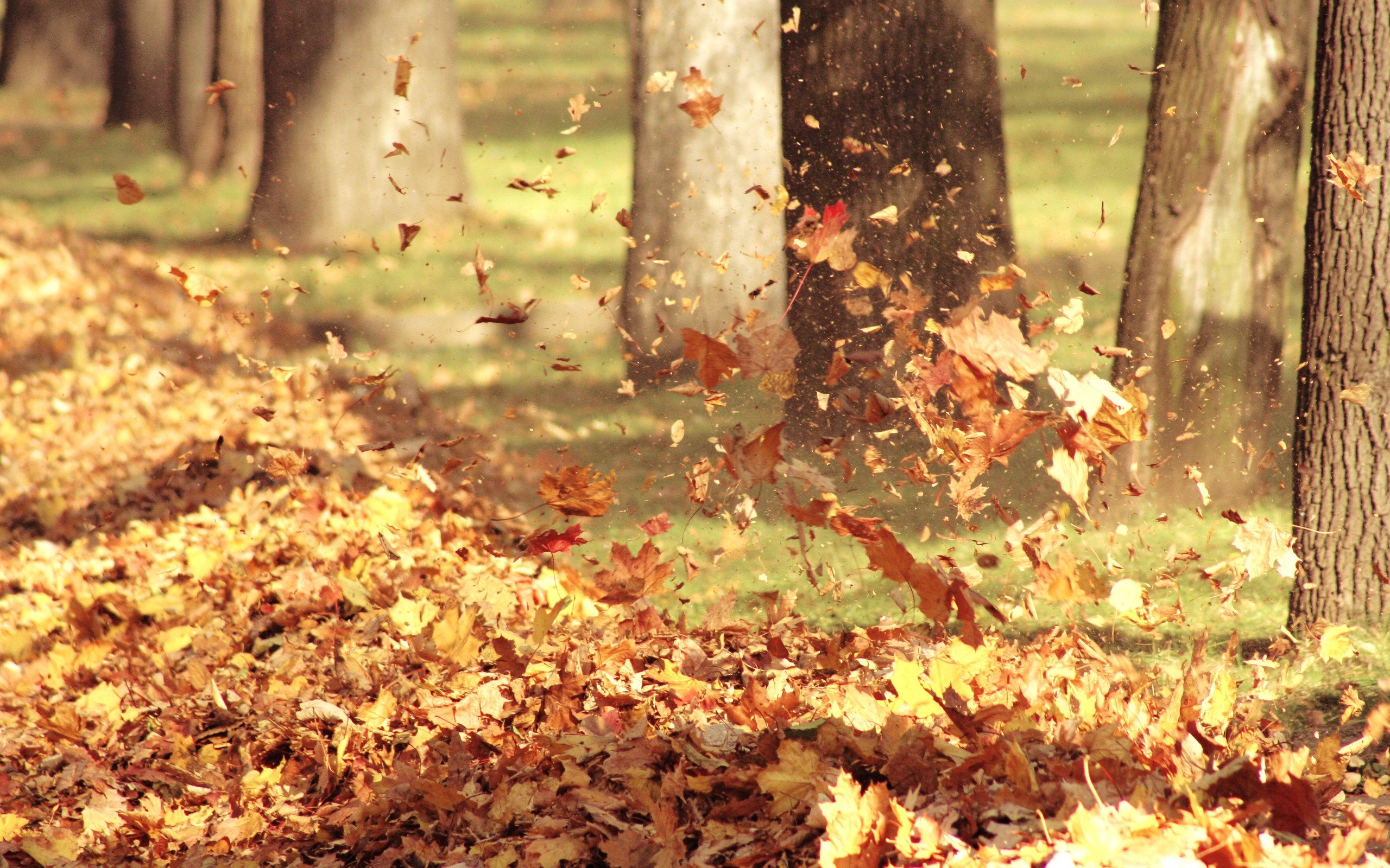 一片秋叶图片 飘落图片